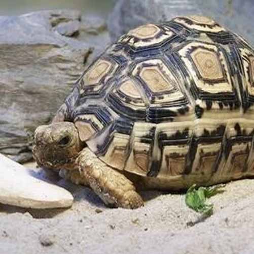 Pantherschildkröte